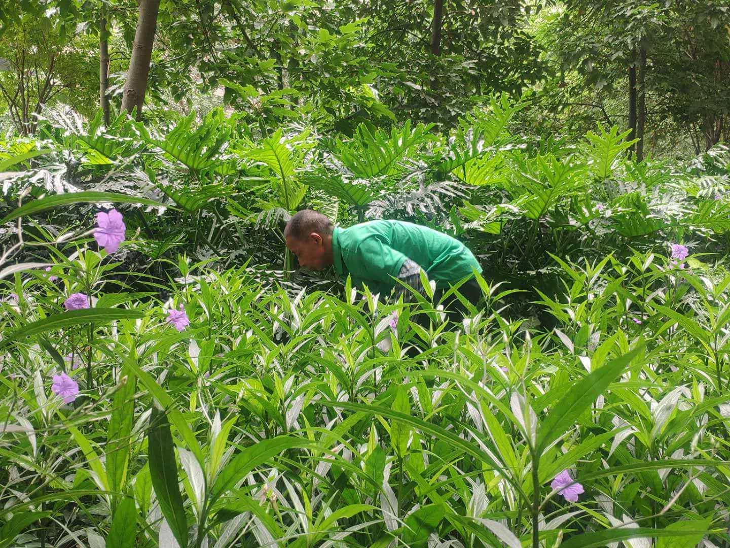 小区绿化养护植物的种类