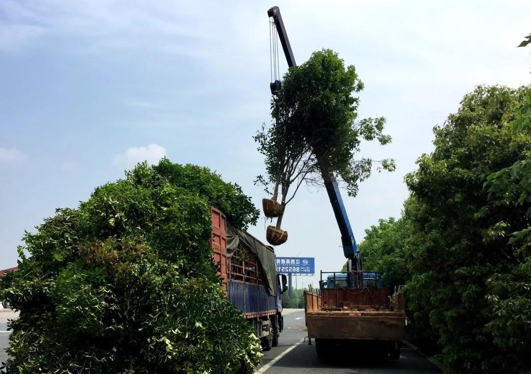 园林菲律宾网赌合法平台苗木移植